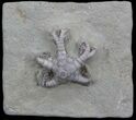 Cyathocrinites Crinoid Fossil - Indiana #35039-1